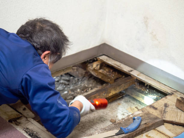 Best Mold Cleaning Services  in Pleak, TX