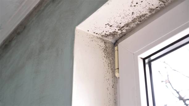 Best Office Mold Removal Services  in Pleak, TX