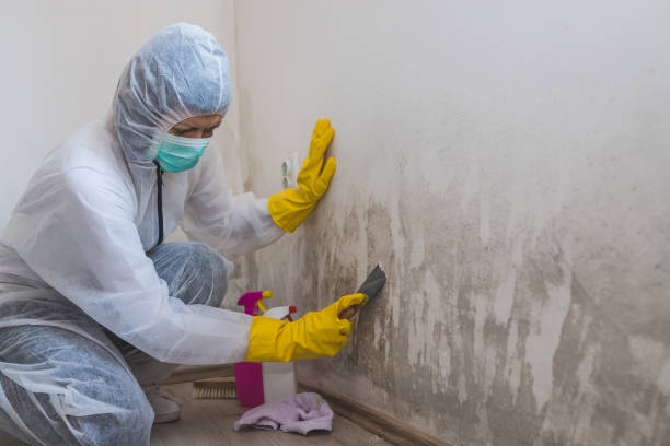 Best Black Mold Removal  in Pleak, TX