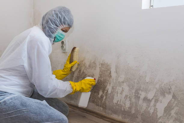 Best Residential Mold Removal  in Pleak, TX