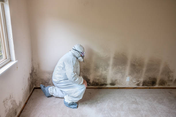 Best Professional Mold Removal  in Pleak, TX