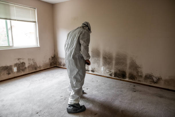 Mold Removal and Inspection in Pleak, TX