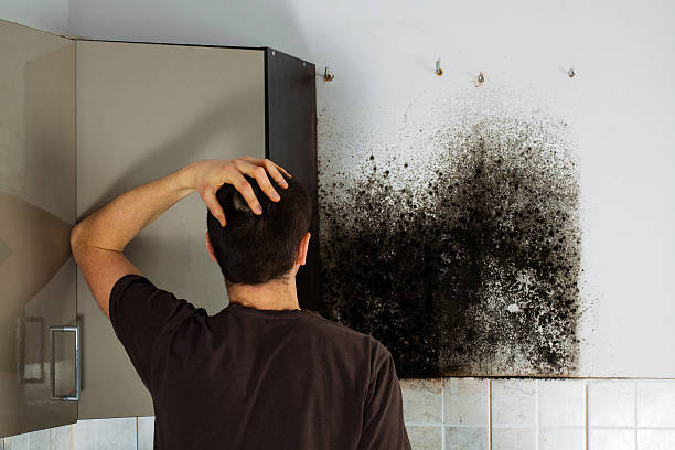 Best Certified Mold Removal  in Pleak, TX