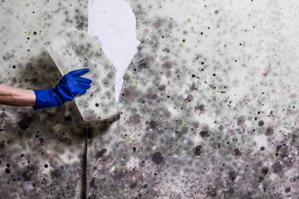 Best Black Mold Removal  in Pleak, TX